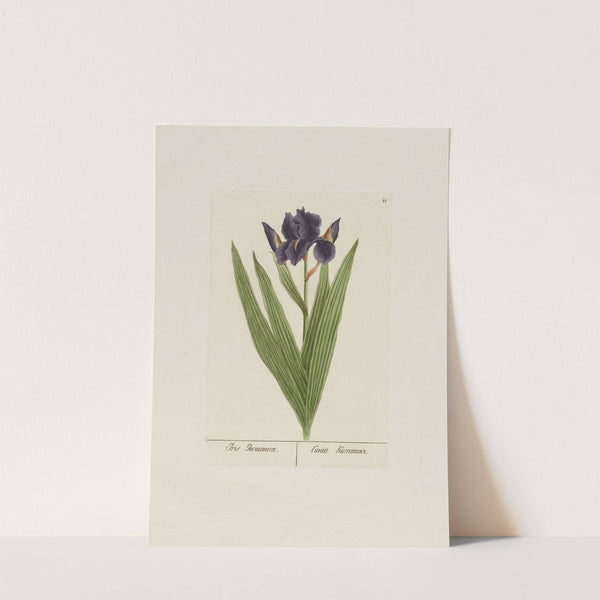 Iris Germanica (1797–1810) by Petr Martynovich Gofman