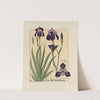 Iris Germanique by Maurice Pillard Verneuil