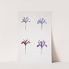 Iris histrio and Iris histrioides (1913) by William Rickatson Dykes