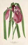 Iris Kaempferi Siebold