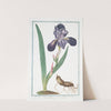 Iris major, latifolia, Romana caerulea &#8211; Giglio Pavonazzo &#8211; Flambe. (Tall bearded Iris (1772-1793) by Giorgio Bonelli