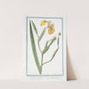 Iris palustris, lutea, sive Acorus adulterinus &#8211; Acoro falso &#8211; L&#8217;Iris, ou Flambe. (Yellow giglio) (1772-1793) by Giorgio Bonelli