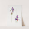 Iris sibirica and Iris orientalis (1913) by William Rickatson Dykes