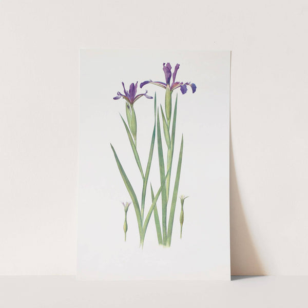 Iris Sintenisii and Iris spuria (Hyères) (1913) by William Rickatson Dykes