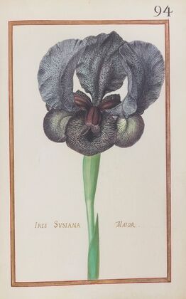 Iris susiana maior (1624)