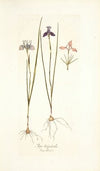 Iris tripetala