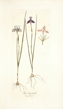 Iris tripetala