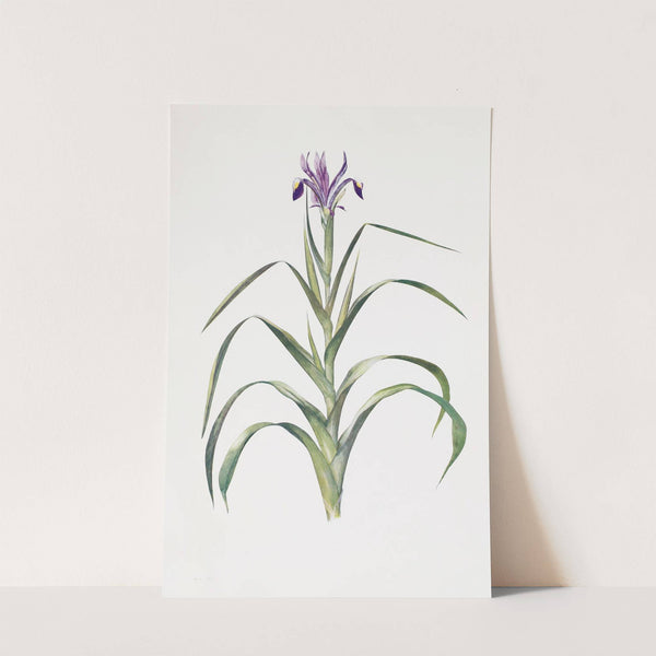 Iris Warleyensis (1913) by William Rickatson Dykes