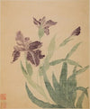 Irises