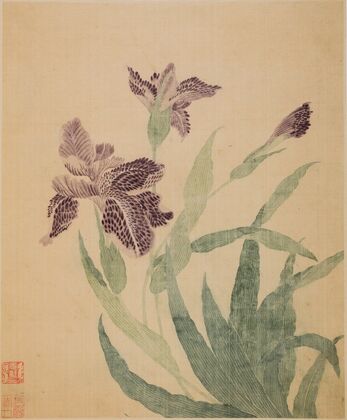 Irises