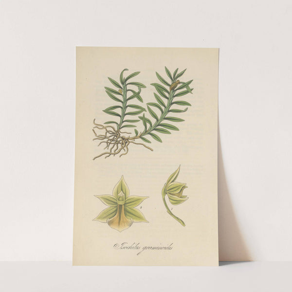 Isochilus graminoides by William Jackson Hooker