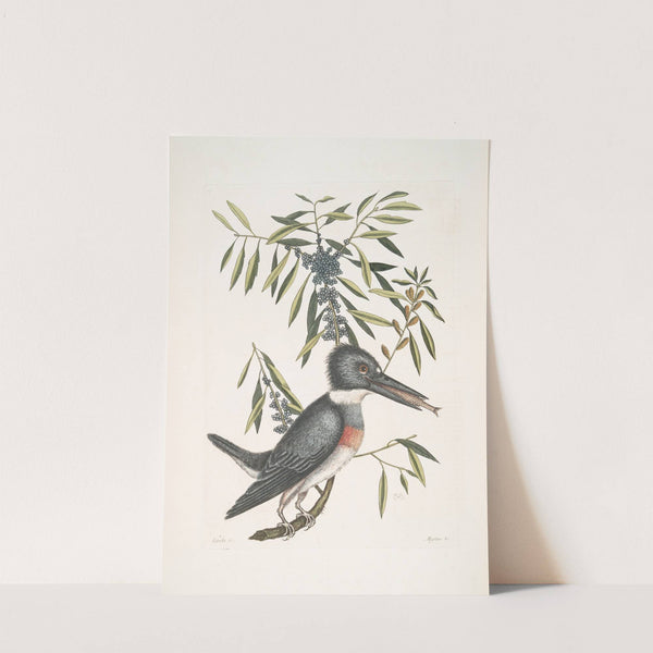 Ispida &amp;c., The King-Fisher; Myrtus &amp;c., The narrow-leaved Candle-berry Myrtle. by Mark Catesby