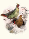 Ithalginis cruentus.