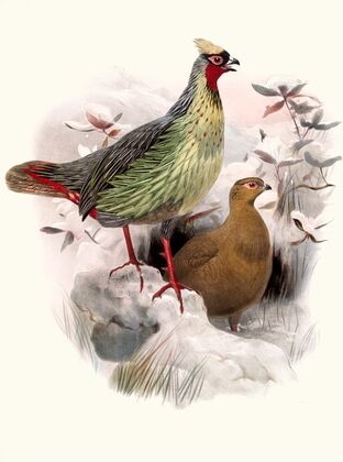 Ithalginis cruentus.