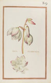 Iucca occidentalis (1624)