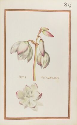 Iucca occidentalis (1624)