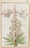 Iucca orientalis (1624)