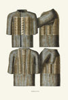 Iushman