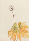 Group of Flowers (1881)