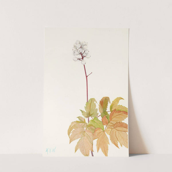 Ivory Baneberry. (Actaea arguta) (1925) by Mary Vaux Walcott
