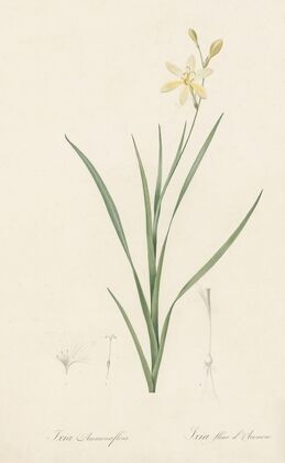 Ixia anemonae flora (1802-1816)