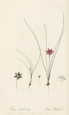 Ixia bulbocodium (1802-1816)