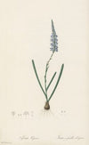 Ixia cepacea (1802-1816)