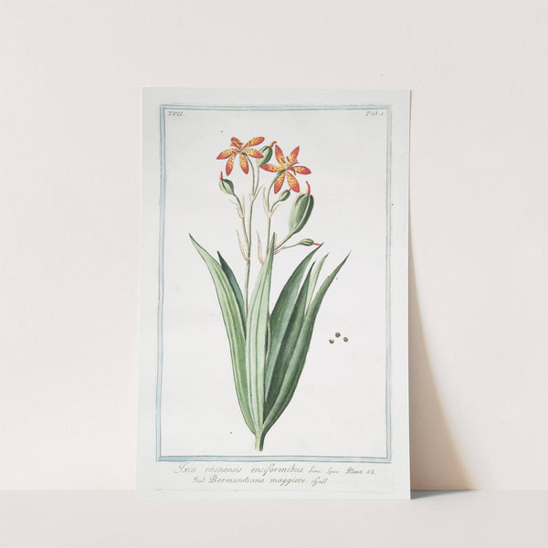 Ixia chinensis ensiformibu &#8211; Bermundiana maggiore. (Iris chinensis, Leopard lily) (1772-1793) by Giorgio Bonelli