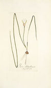 Ixia chloroleuca