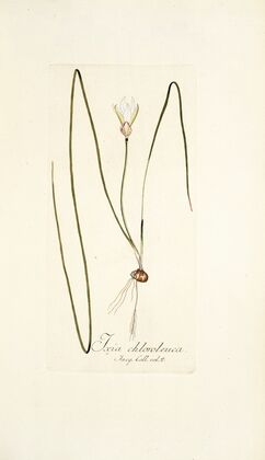 Ixia chloroleuca