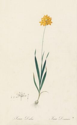 Ixia dubia (1802-1816)
