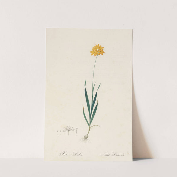 Ixia dubia (1802-1816) by Pierre Joseph Redouté