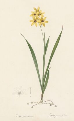 Ixia fusco-citrina (1802-1816)