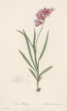 Ixia hyalina (1802-1816)