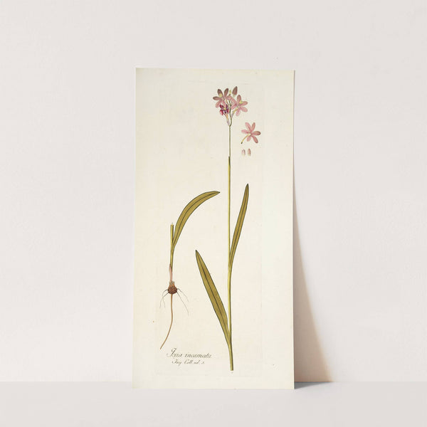 Ixia incarnata by Nikolaus Joseph Freiherr von Jacquin