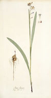 Ixia lancea
