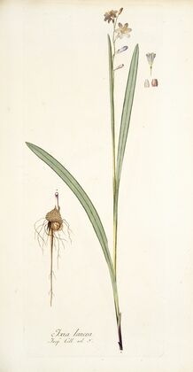 Ixia lancea