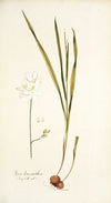 Ixia leucantha
