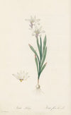 Ixia Liliago (1802-1816)