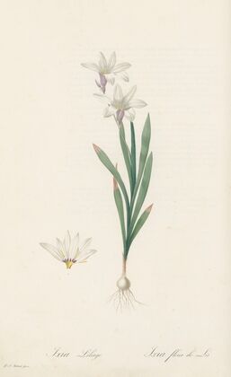 Ixia Liliago (1802-1816)