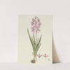 Ixia patens Aiton by Robert Jacob Gordon