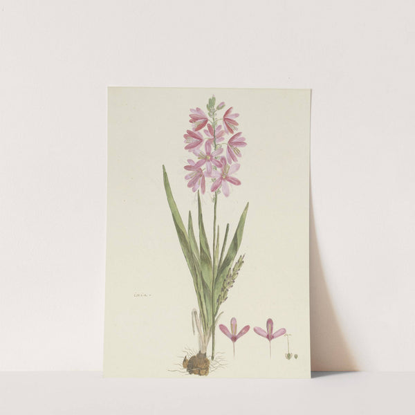 Ixia patens Aiton by Robert Jacob Gordon
