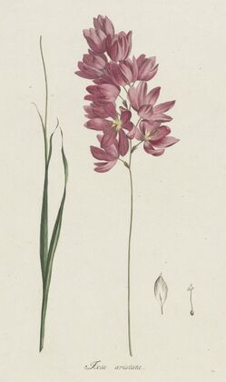 Ixia patens Aiton