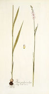 Ixia polystachya