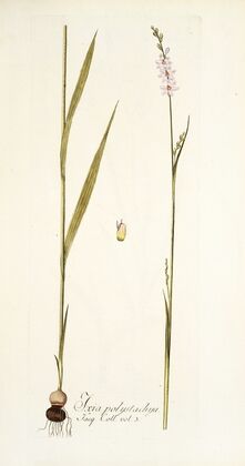 Ixia polystachya