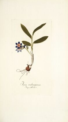 Ixia rubrocyanea