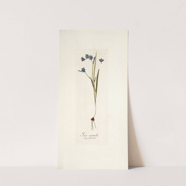 Ixia secunda by Nikolaus Joseph Freiherr von Jacquin