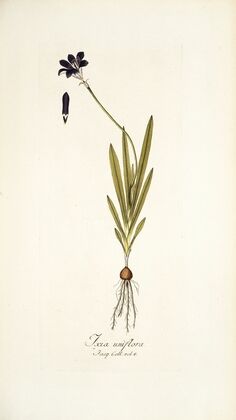 Ixia uniflora