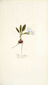 Ixia villosa