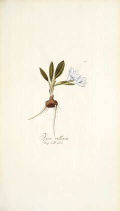 Ixia villosa